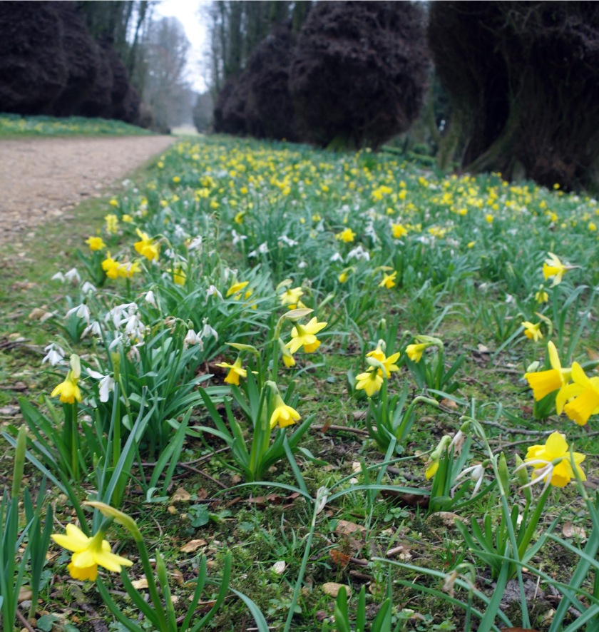 Daffodils in March. Avenue of daffodils and snowdrops in the gardens at Kingston Lacy, Dorset.