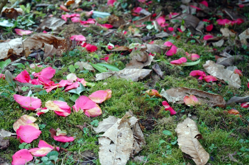 A carpet of pink petals on the ground at Kingston Lacy. Forest floor covered in pink petals.